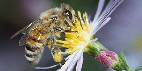 3 миллиона голосов для спасения пчел