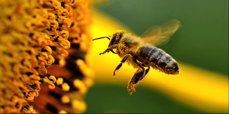 Salvați albinele