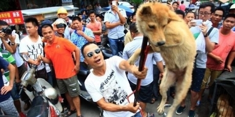 Faisons fermer le festival de viande canine de Yulin!