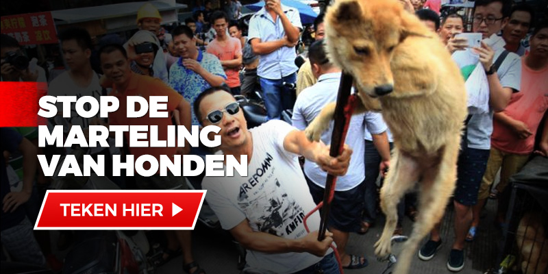 Schandaal please teken allemaal