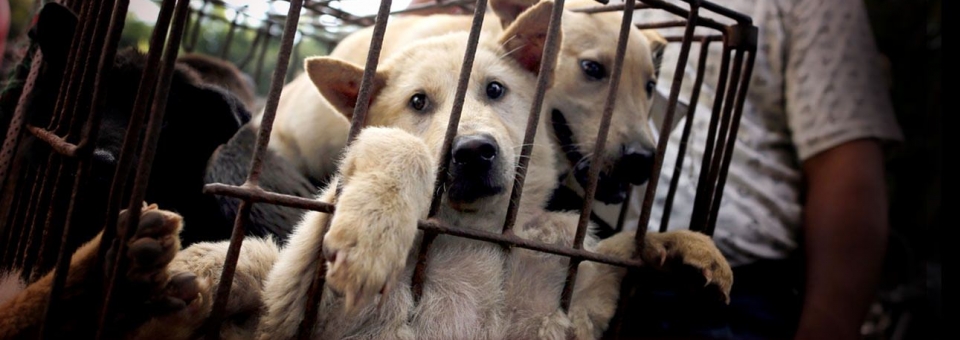 Fermate il festival della carne di cane di Yulin!