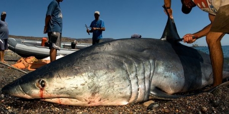 US Congress: Ban the Shark Fin Trade
