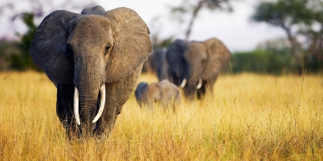 Stop the Elephant Death Sentence
