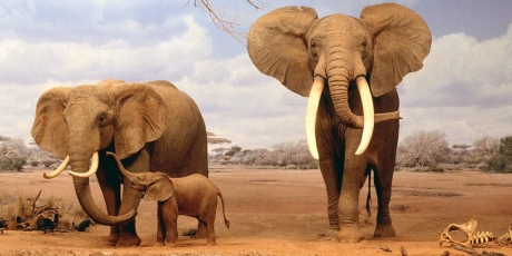Stop the Elephant Death Sentence