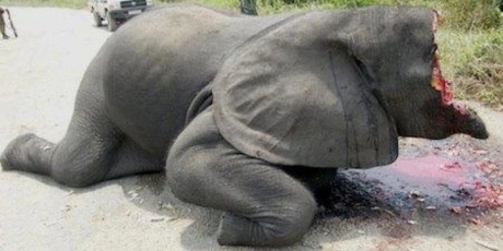 Europa: Fermate il massacro degli elefanti!