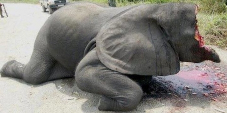 Europe: Stop the elephant slaughter!