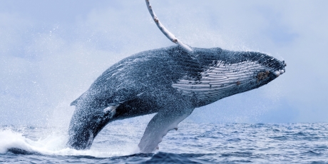 IWC: Say yes to whale wonderland