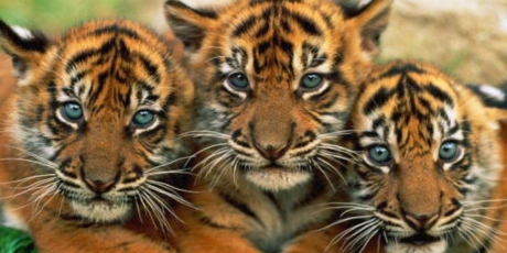Salvate le ultime tigri!