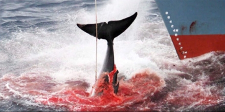 Japan: stop the whale slaughter - hours left!