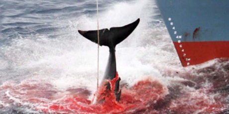 Japan: stop de walvisjacht - nog een paar uur!