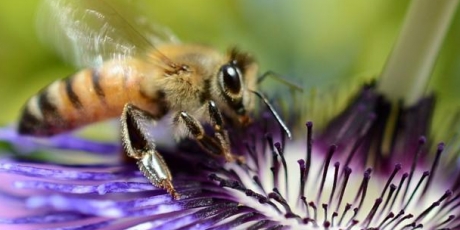 Canada -- protect our bees!!