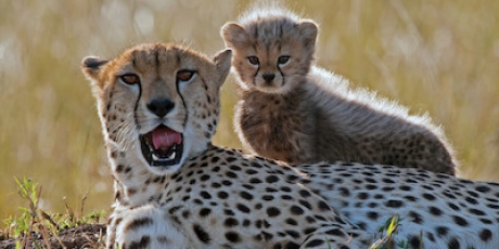 Cheetahs on the brink