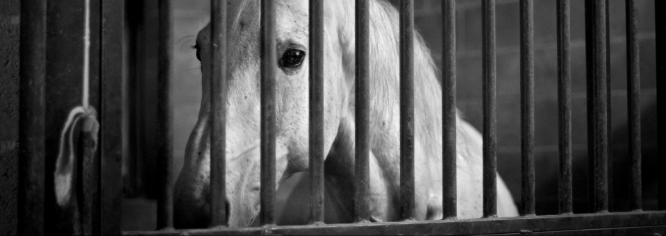 Stop the pregnant horse blood trade!
