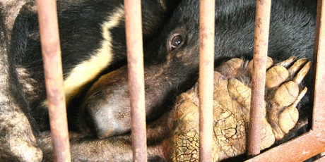 End bear torture in east Asia!