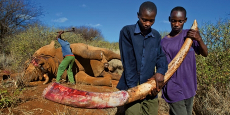 EU: End the ivory trade