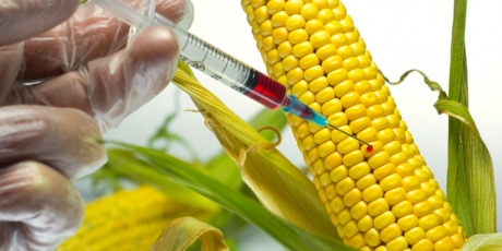 Europe: say no to GMO