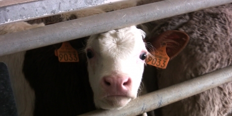 Stop à l’horreur dans les abattoirs
