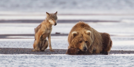 US Senators: stop the war on wildlife