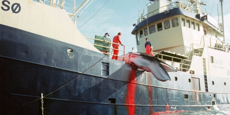 Stop the world’s biggest whale slaughter