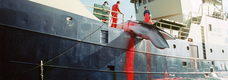 STOP gigantycznej rzezi wielorybów!
