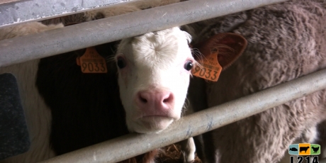 Stop à l’horreur dans les abattoirs
