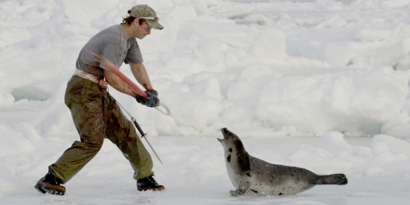 End Canada’s Sick Seal Hunt