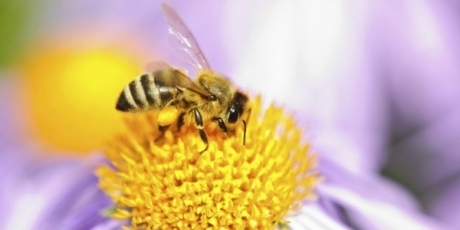 À Ségolène Royal: interdisez ces tueurs d'abeilles