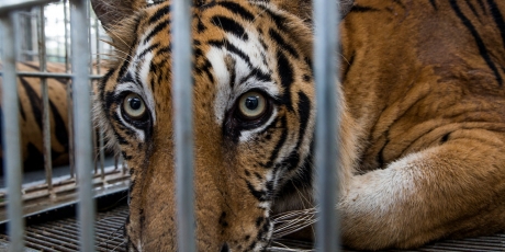 China: Stop farming tigers to death