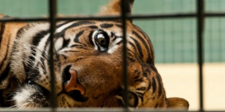 End the torture