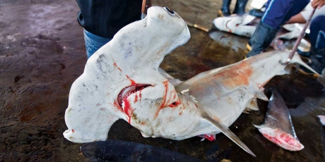 FedEx: Stop Shark Fin Shipments!