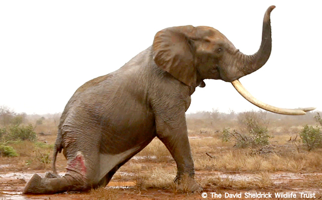 End ivory for good