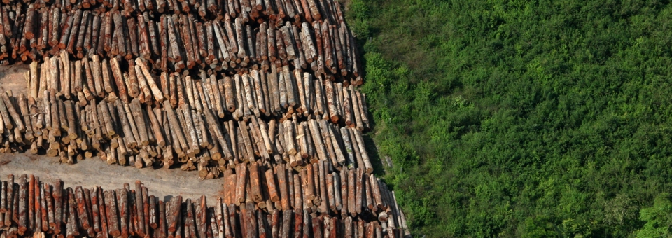 Stop the Amazon from becoming a desert!