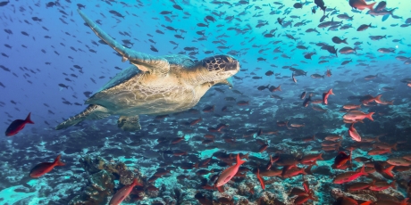 Ecuador: stop the Pirates of the Galapagos!