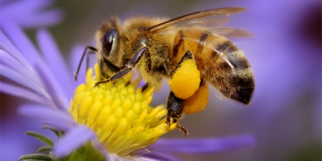 Save the bees: Full ban on neonics!