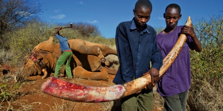 End Europe’s ivory trade