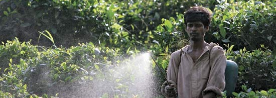 India: Stop the Pesticide Massacre