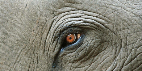 Mettons fin au commerce d'ivoire en Europe