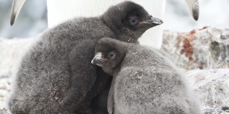Putin: Protect the Penguins