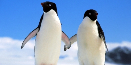 Putin: Protect the Penguins