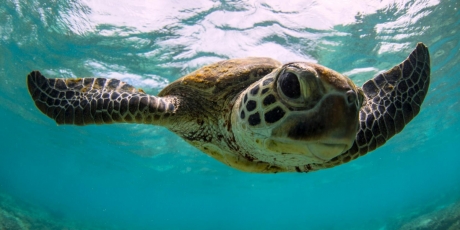 Australia: Don't trash your oceans!