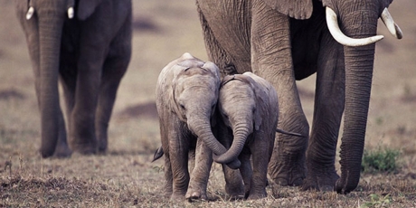 Hong Kong: mettez fin à l'ivoire, pas aux éléphants!