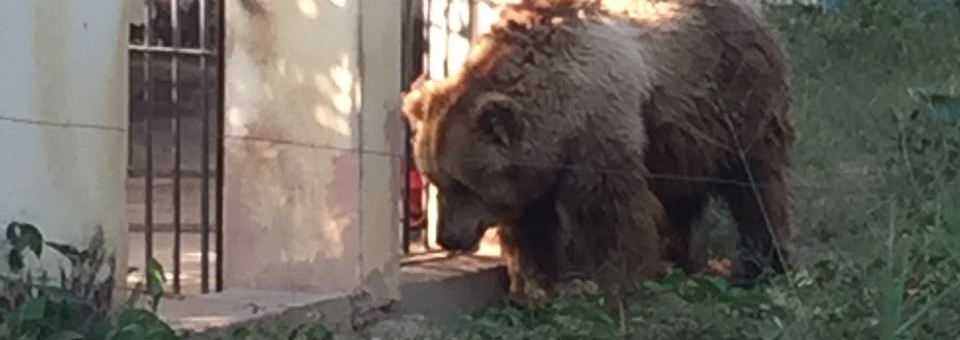 Salvem a Ursa Marsha!