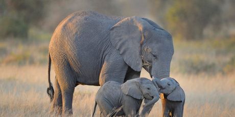 Dites à l'UE: interdisez l'ivoire!