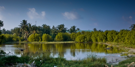 Maldives: Stop Destruction of Kulhudhuffushi Mangrove!