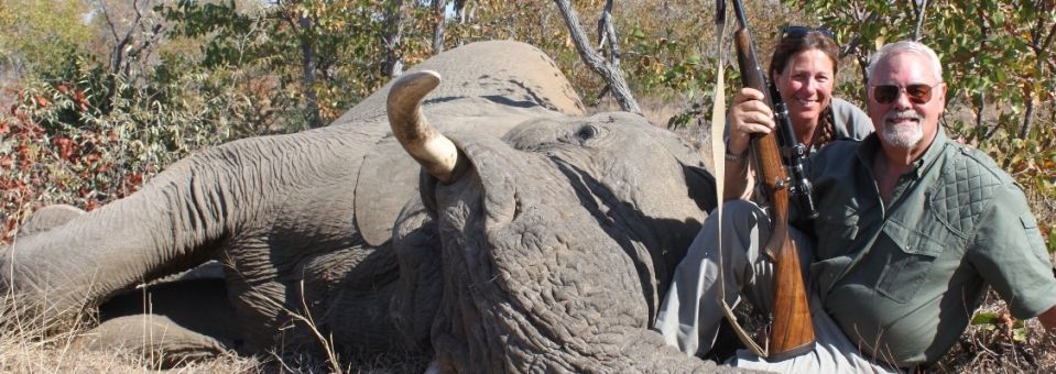 Pare a matança de elefantes de Trump