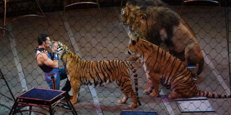 Pour des cirques sans animaux sauvages