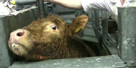 Help end the unbearable cruelty of meat