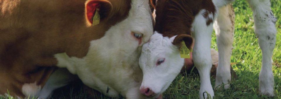 Help end the unbearable cruelty of meat