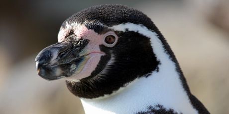 Save the Humboldt penguins