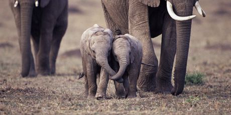 Hong Kong: Time to close the ivory trade!